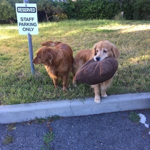 Meet your Posher, Ava